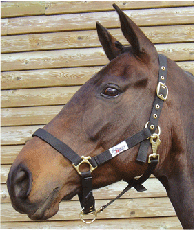 3100412 - Harry's Horse Halster 3x verstelbaar.